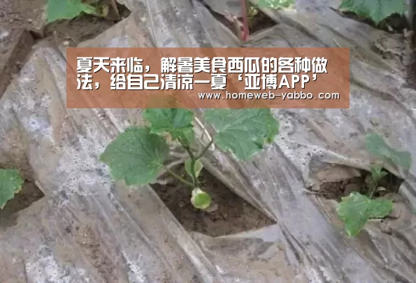 夏天来临,解暑美食西瓜的各种做法,给自己清凉一夏‘亚博APP’(图1) 亚博APP